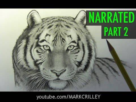 3D Tiger Sketch