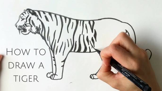 A Tiger Drawing Easy