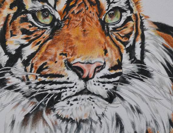 A Tiger Sketch
