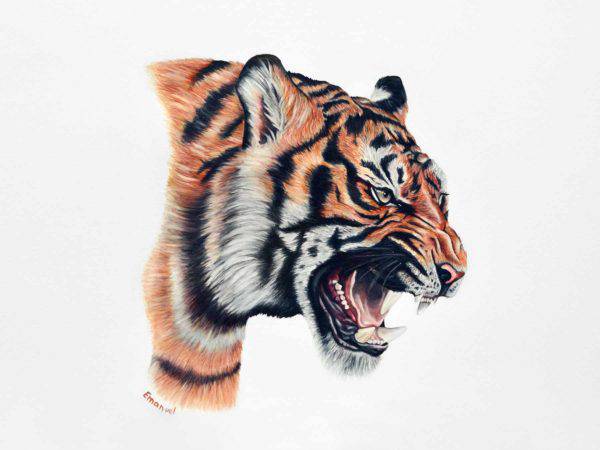 Art Drawing Tiger