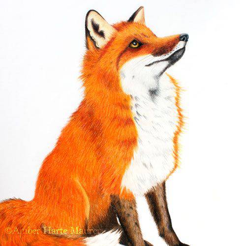 Basic Fox Drawing