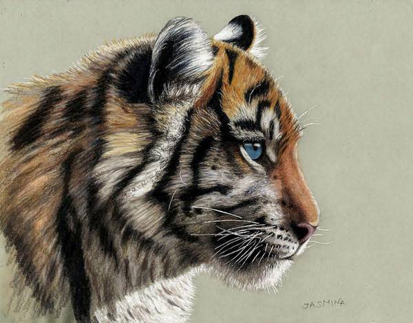 Bengal Tiger Face Drawing
