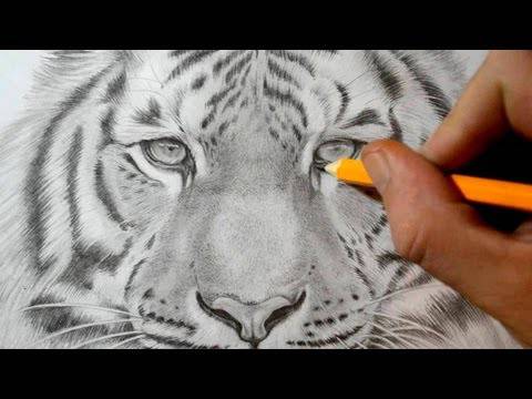 Black And White Tiger Drawing