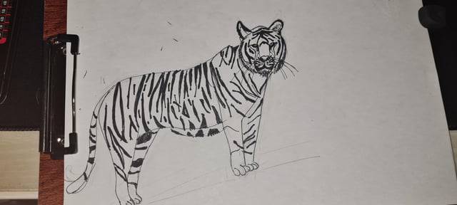 Black Panther Tiger Drawing