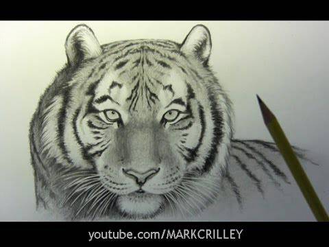 Colour Pencil Tiger Drawing