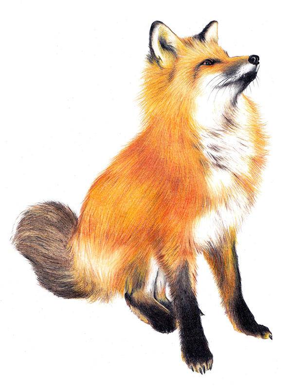 Cross Fox Drawing
