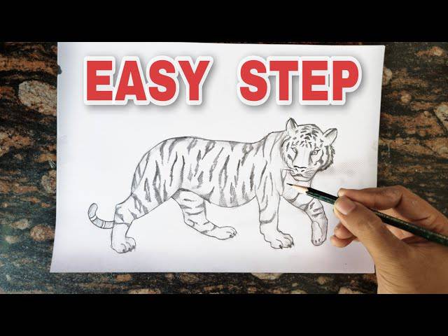 Cute Easy Tiger Drawings