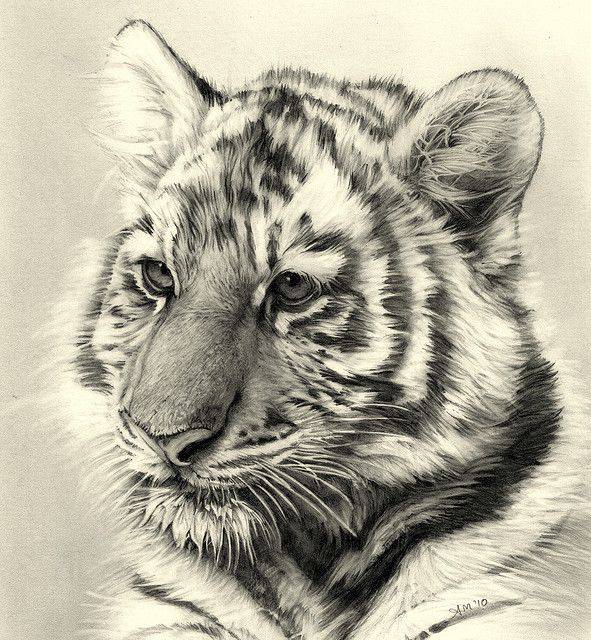 Cute Tiger Drawing Face