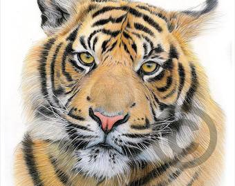 Draw A Picture Of Tiger