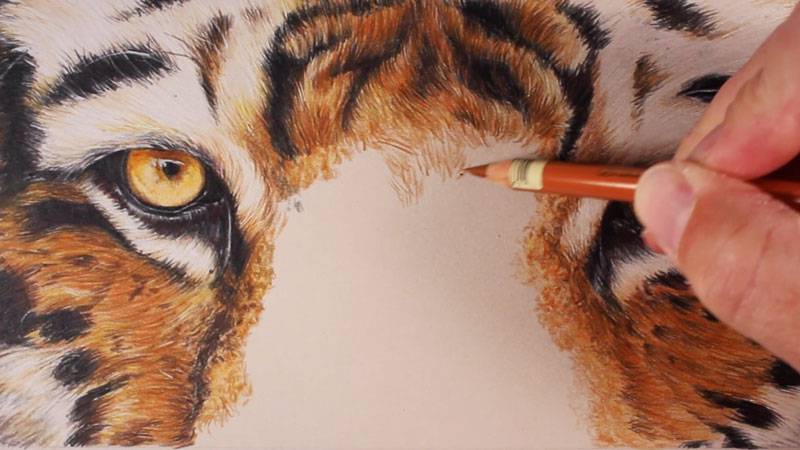Drawing Of A Bengal Tiger