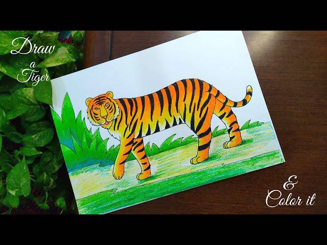 Drawing Of Real Tiger