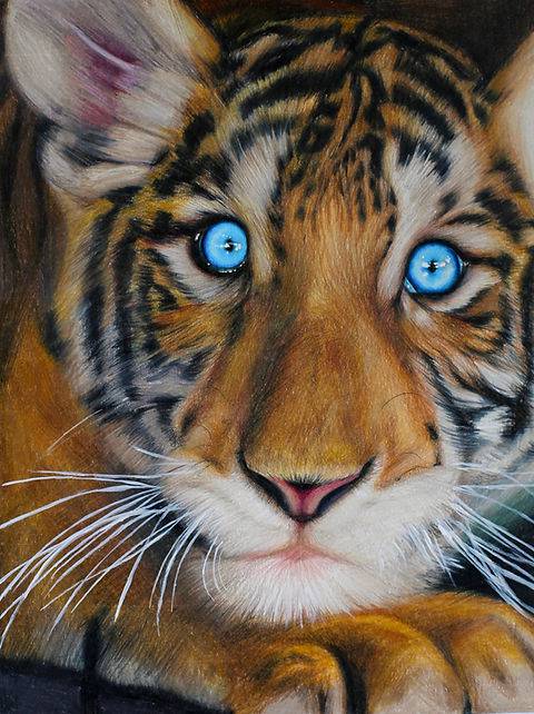 Drawing Of Tiger Cub