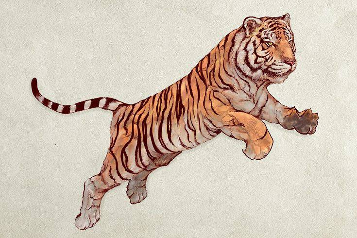 Drawing Of Tiger Realistic