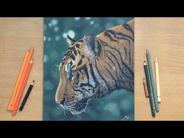Drawing Of Tiger Sitting