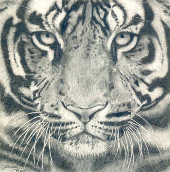 Drawing Tiger Realistic