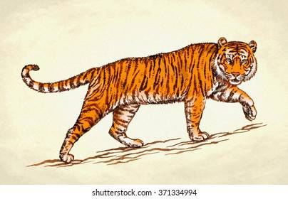 Easy Drawing Of Tiger Step By Step