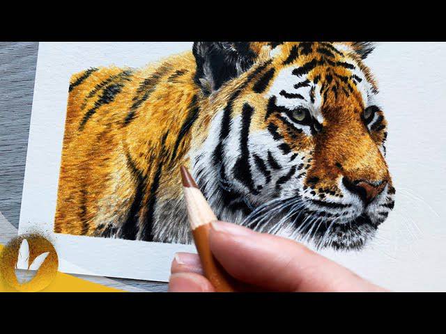 Easy How To Draw A Tiger