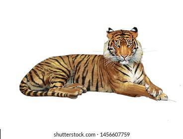 Easy Sketch Of A Tiger