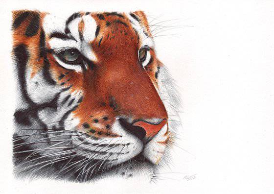 Easy Tiger Drawing With Colour