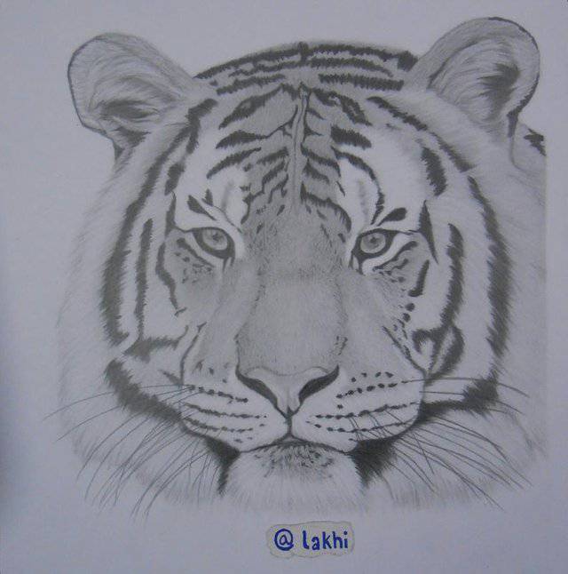 Easy Tiger Paw Drawing