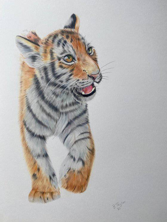 Easy Tiger Sketch Drawing
