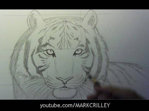 Easy White Tiger Drawing