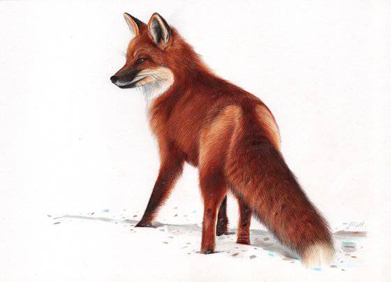 Fox Drawing Fox