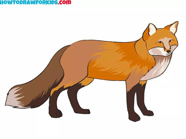 Fox Drawing Laying Down