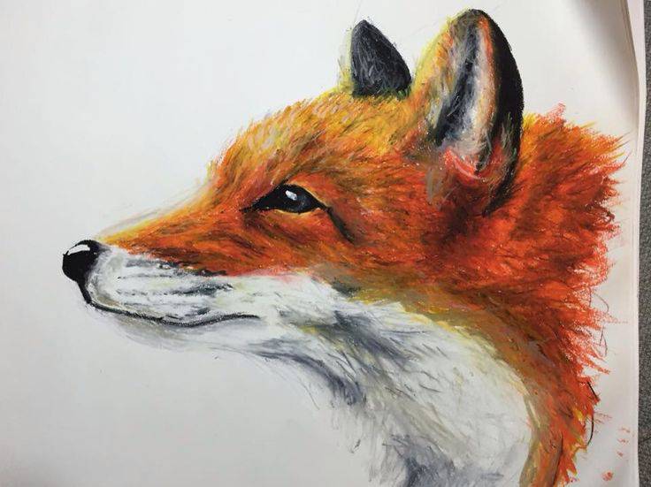 Fox Drawing Sketch