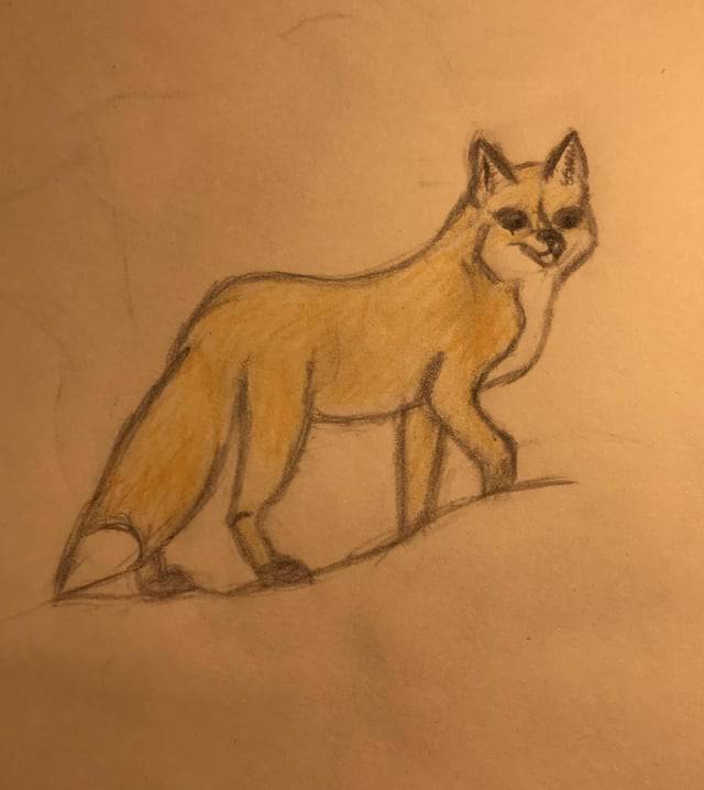 Fox For Drawing
