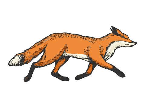 Fox Laying Down Drawing