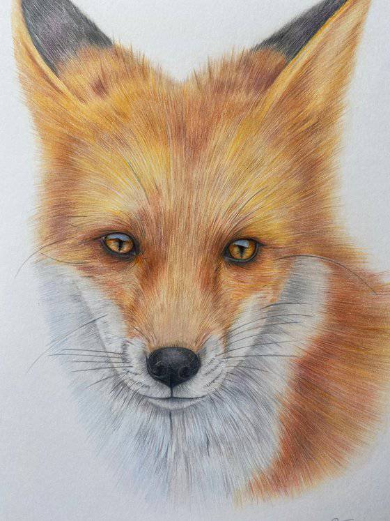 Fox Looking Up Drawing