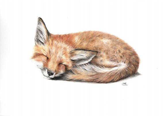 Fox Nose Drawing