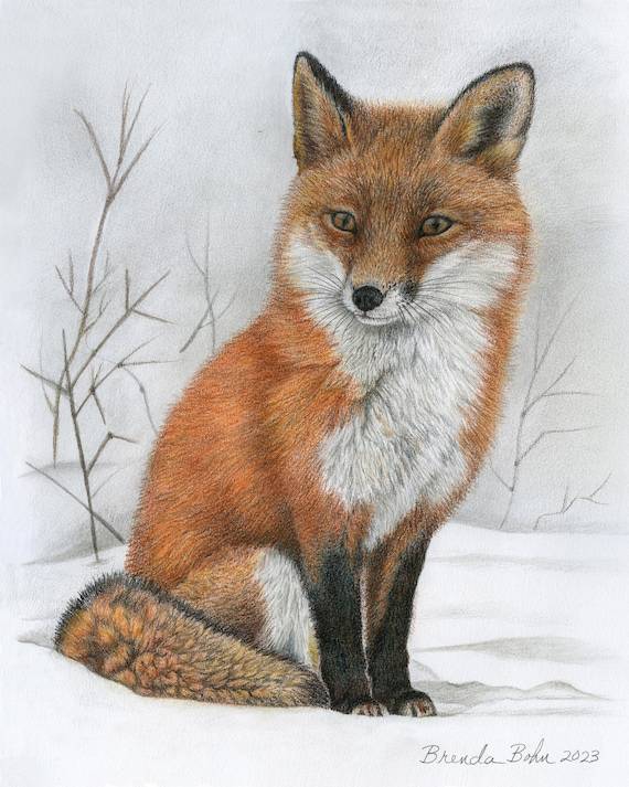 Fox Sitting Drawing