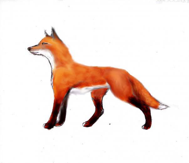 Fox Sketch Art
