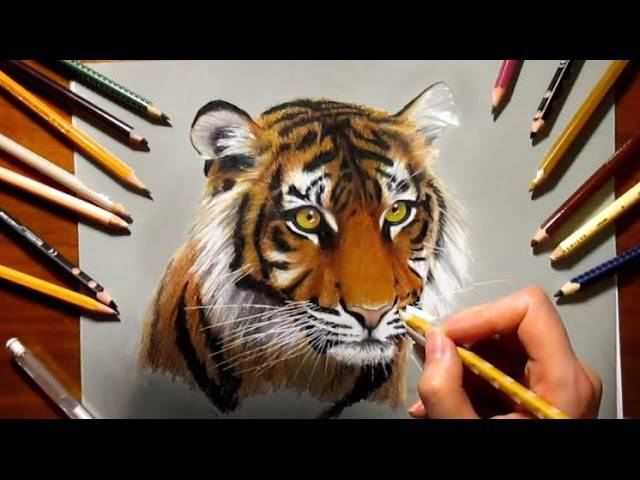 Kawaii Cute Tiger Drawing
