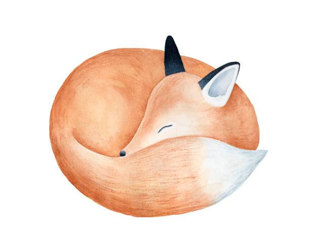 Magical Fox Drawing