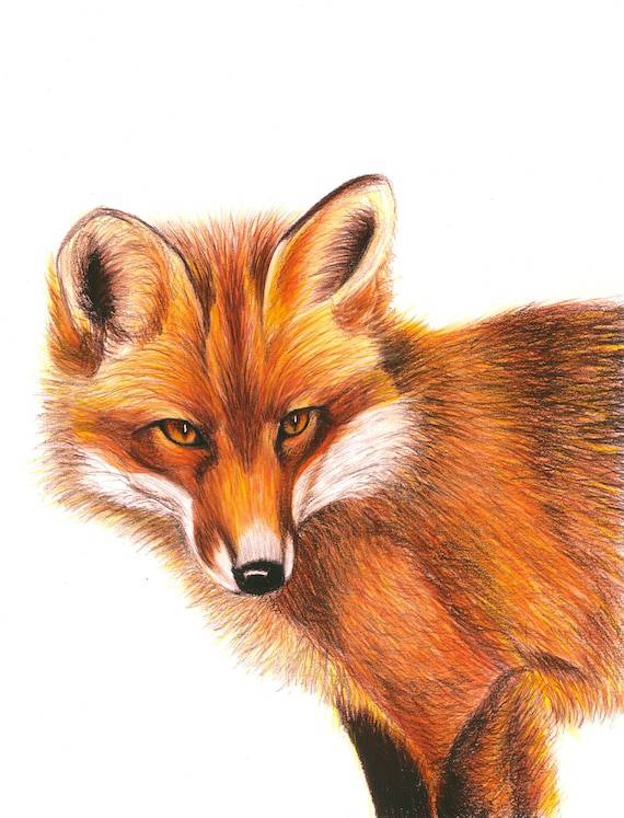 Minimalist Fox Drawing