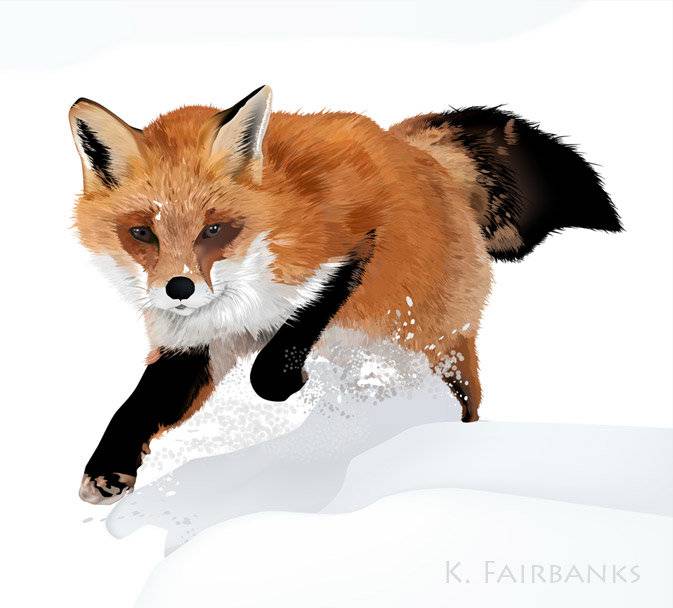 Pencil Drawing Fox
