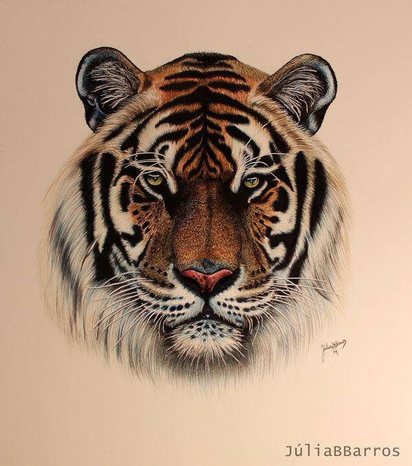 Picture Of A Tiger To Draw