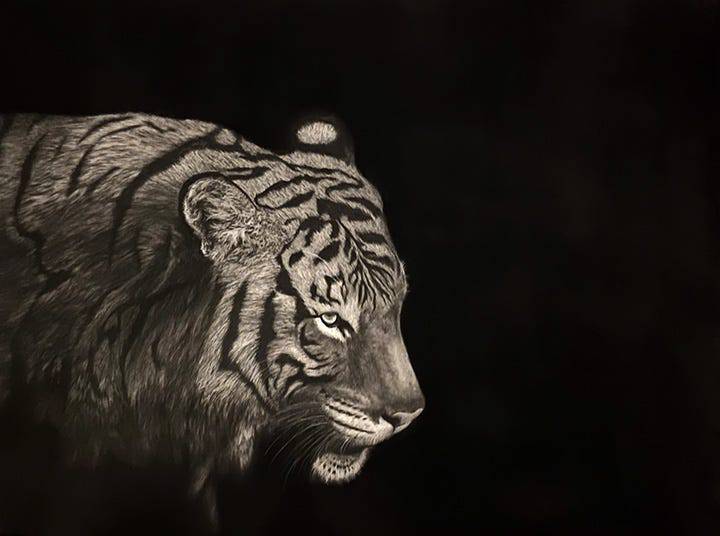 Sketch Tiger Drawing