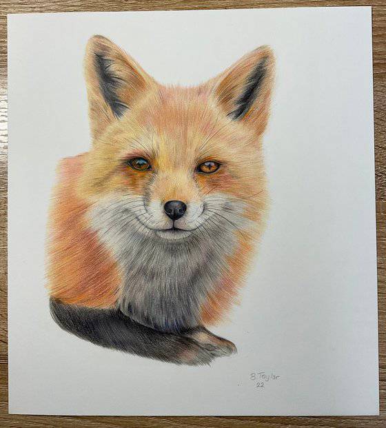 Sly Fox Drawing