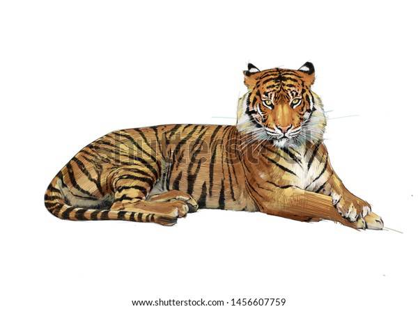 Tiger Drawings Simple